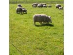 EuroNetz Sheep netting