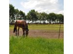 Horse post