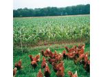 EuroNetz Poultry netting