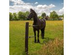 EquiFence