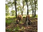EuroNetz Wild boar netting