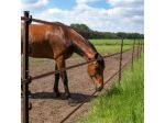 Horse post