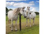 EquiFence