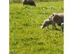 EuroNetz Sheep netting