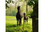 EquiFence